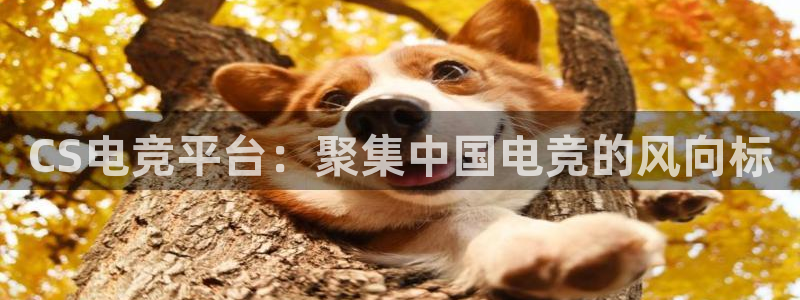 ob电竞俱乐部：CS电竞平台：聚集中国电竞的风向标